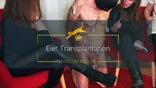 Eier Transplantation
